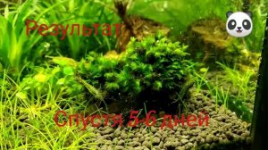 КАК ИЗБАВИТЬСЯ ОТ ВОДОРОСЛИ ЧЕРНАЯ БОРОДА В АКВАРИУМЕ !!! ЧАСТЬ 2