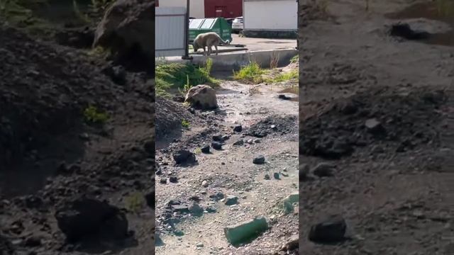 Обзор аппарата для клининга BISHOP e1950 (сэкономь 25 000 руб. и помой пол сам) смотреть онлайн