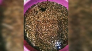 100℅всхожесть семян укропа и мощные, сочные кусты без большого труда и затрат