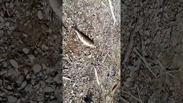 Рыбалка на реке Кур(2) смотреть онлайн