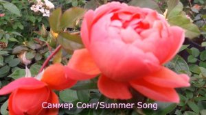 Питомник роз "Розы от Татьяны" - английские розы Summer Song (Саммер Сонг)