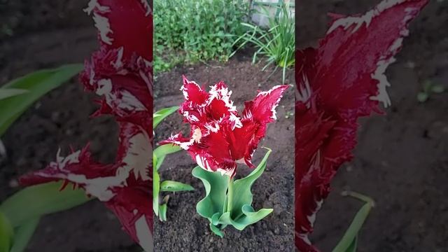 Тюльпан одиночка смотреть онлайн