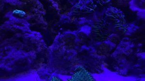 Морские улитки