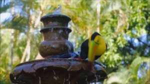 All About Birds for Children: Animal Learning for Kids - FreeSchool