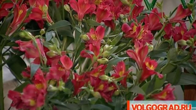 День Иловлинского района в Волгограде смотреть онлайн