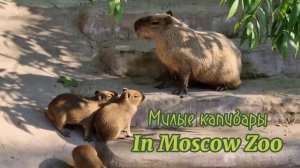 Капибары из Московского зоопарка