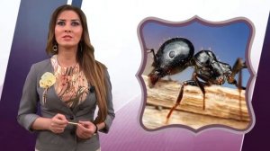 СИСТЕМА СООБЩЕНИЯ МУРАВЬЕВ