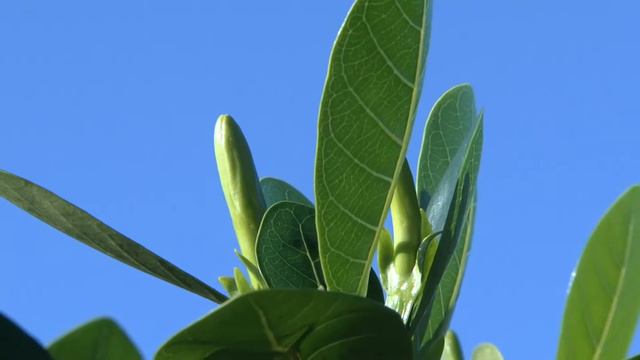 Tiare boutons et fleurs 02 смотреть онлайн