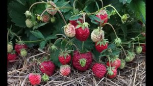 КЛУБНИКА ЖЕМЧУЖИНА ,   РАСТЕТ  У  МЕНЯ  УЖЕ   БОЛЬШЕ 20 ЛЕТ И РАССТАВАТЬСЯ  С  НЕЙ  Я НЕ СОБИРАЮСЬ