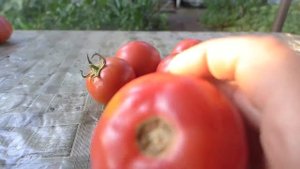 Томат открытого грунта  Роза Лиза. Голландский низкорослый гибрид, вкусный и урожайный.