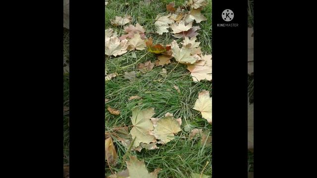 Осенние деньки #осень #осеннеенастроение #осенний #осеньонлайн #осень2021 #осеньзолотая #осеньзима