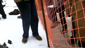 Tsuga canadensis 'Cole's Prostrate' (Coles Prostrate Canadian Hemlock)