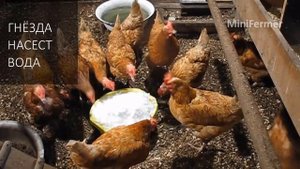 Почему куры болеют и умирают зимой и летом? Что нужно знать!
