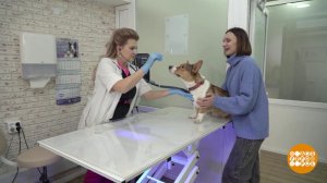 Прививка для собаки. Доброе утро. Фрагмент выпуска от 17.01.2023