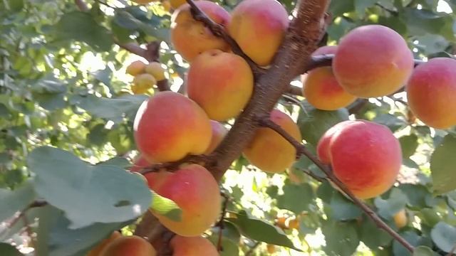 Абрикос Конгат. Apricot Congat. Перші плоди. Солодкий смак. Огляд від Максі Сад смотреть онлайн