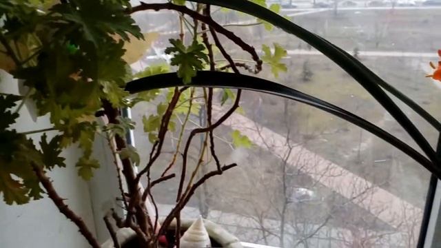 Кливия киноварная, герань душистая,литопсы,зефирантес,полисциас. Март 2018 # кливия# герань смотреть онлайн