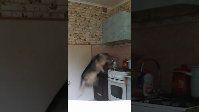 Как убрать агрессию у собаки?