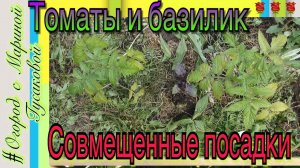 Овощи соседи на одной грядке. Совмещенные посадки - Томаты и Базилик