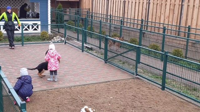 Поможем выбрать щенка немецкой овчарки! Питомник Жуолль!