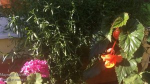 Все секреты о бегонии клубневой .