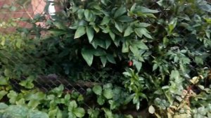 Фальстаф Роза Falstaf Rose 2 серпня 2020 р