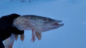 Щука и разная рыба. Проверка сетей