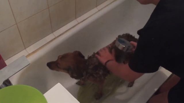 Как ПЕРВЫЙ РАЗ ПОМЫТЬ СОБАКУ? Чем и как нужно мыть собаку? смотреть онлайн