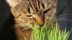 Зачем собаки и кошки едят траву