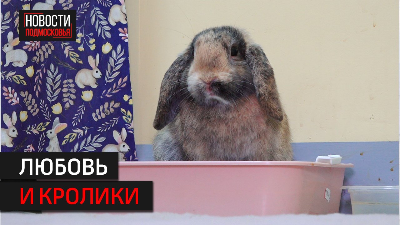 В Солнечногорске открылся музей, посвящённый кроликам и зайцам