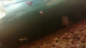 Ленок! Как поймать ленка?