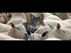 Два. Разных. Отечества // Агитблог от 17.08.2017.