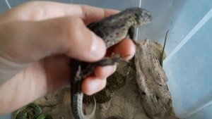 Как поживают мои ящерицы.