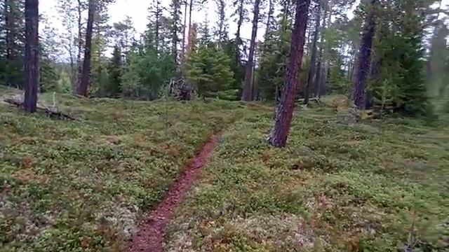 Шведский лес, сентябрь смотреть онлайн