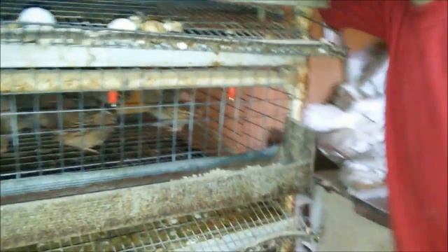 Как отличить старую перепелку от молодой смотреть онлайн