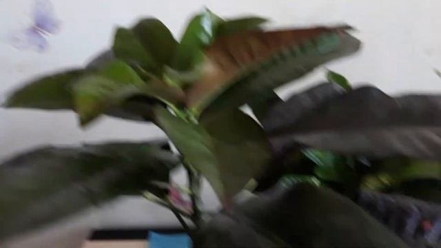Мои комнатные растения