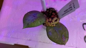 Черенок хойи Вителина( Hoya Vitellina) который стоял на укоренении набрал бутоны