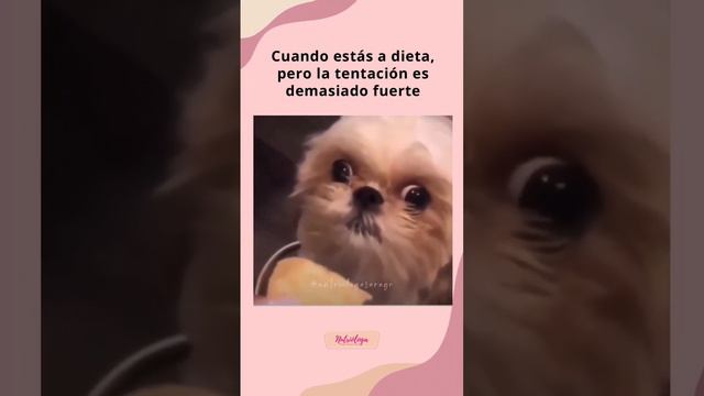 Como cuando estás a dieta, pero la tentación es demasiado fuerte 🙁 #fitness #nutricion #humor