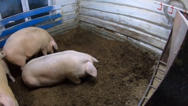 Как навсегда избавиться от запаха в Свинарнике. Бактерии для свинарника спустя 9 месяцев.