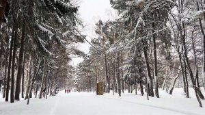 В парке после снегопада. Южно-Сахалинск.