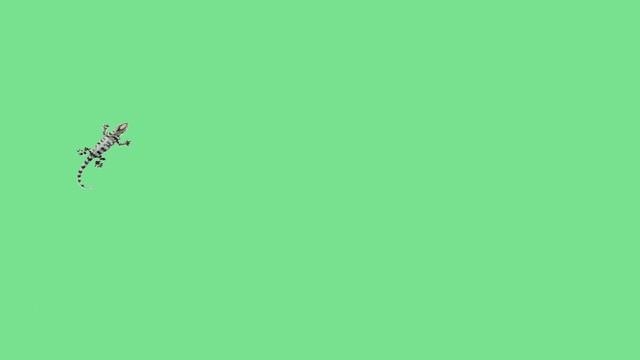 Ящерица Green Screen,chromakey. Ящерица хромакей на зеленом фоне.