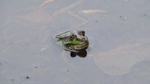 Озёрная лягушка. ( Pelophylax ridibundus )