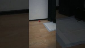 ВЛОГ: ПЕРВЫЕ ДНИ ЩЕНКА ЙОРКА В НОВОМ ДОМЕ. ЙОРКШИРСКИЙ ТЕРЬЕР