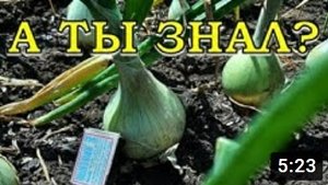 Когда убирать ЛУК и как подготовить его для хранения?
