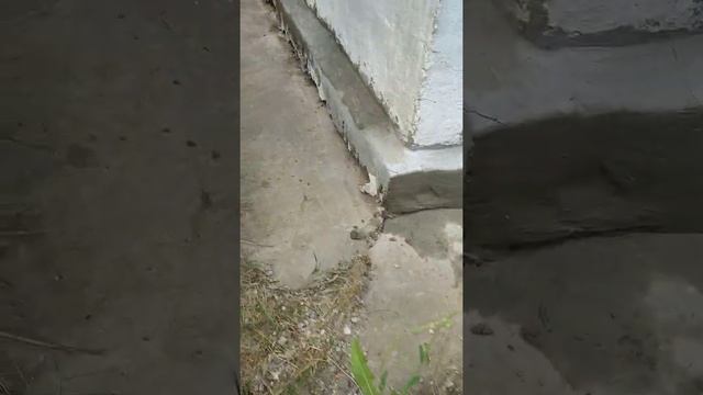 Отмостка по ГОСТУ СССР, Как Правильно и на Века Сделать Отмостку на Даче Дома Своими Руками...