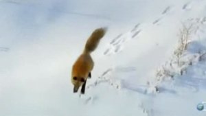 Лиса - прыгающий охотник