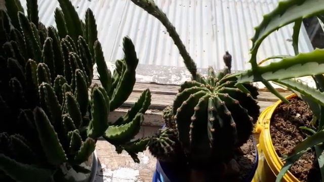 ОБЗОР МОИХ ДОМАШНИХ РАСТЕНИЙ. (От Гириной Галины). смотреть онлайн