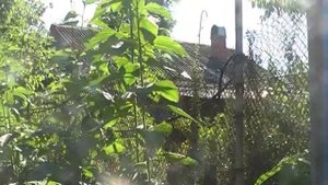 Кап Яр 1 Знаменск  в 2010 году