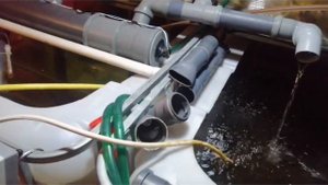 Моё мини УЗВ. Купил малька бестера. Выпускаю в куб