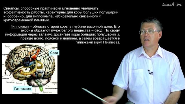 Дубынин В. А. - 100 часов школьной биологии - 1.24. Обучение и память