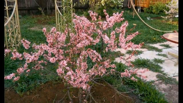 Секреты выращивания орехов на Урале смотреть онлайн